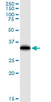 EEF1D Antibody - EEF1D monoclonal antibody (M04), clone 4B12. Western Blot analysis of EEF1D expression in human pancreas.