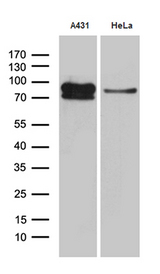 EEF1D Antibody - Western blot analysis of extracts. (35ug) from 2 different cell lines by using anti-EEF1D monoclonal antibody. (1:500)