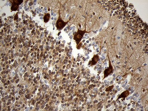 EEF1D Antibody - Immunohistochemical staining of paraffin-embedded Human embryonic cerebellum within the normal limits using anti-EEF1D mouse monoclonal antibody. (Heat-induced epitope retrieval by 1mM EDTA in 10mM Tris buffer. (pH8.5) at 120 oC for 3 min. (1:2000)