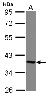 EEF1D Antibody - Sample (30 ug of whole cell lysate) A: A549 10% SDS PAGE EEF1D antibody diluted at 1:1000