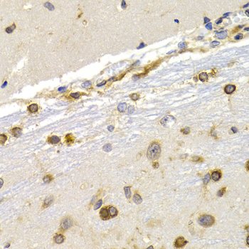 EEF1D Antibody - Immunohistochemistry of paraffin-embedded rat brain tissue.