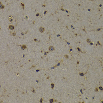 EEF1D Antibody - Immunohistochemistry of paraffin-embedded mouse brain tissue.