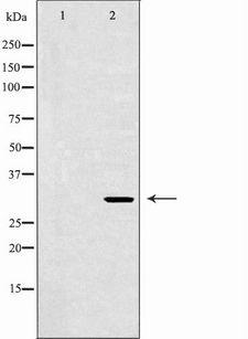 EEF1D Antibody - Western blot analysis of mouse brain lysate using EEF1D antibody. The lane on the left is treated with the antigen-specific peptide.