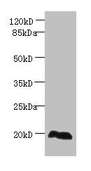 EEF1E1 / AIMP3 Antibody - Western blot All lanes: EEF1E1 antibody at 2µg/ml + HepG2 whole cell lysate Secondary Goat polyclonal to rabbit IgG at 1/10000 dilution Predicted band size: 20, 16 kDa Observed band size: 20 kDa