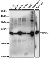 EEF1E1 / AIMP3 Antibody - Western blot analysis of extracts of various cell lines, using EEF1E1 antibody at 1:1000 dilution. The secondary antibody used was an HRP Goat Anti-Rabbit IgG (H+L) at 1:10000 dilution. Lysates were loaded 25ug per lane and 3% nonfat dry milk in TBST was used for blocking. An ECL Kit was used for detection and the exposure time was 15s.