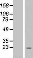 EEF1E1 / AIMP3 Protein - Western validation with an anti-DDK antibody * L: Control HEK293 lysate R: Over-expression lysate