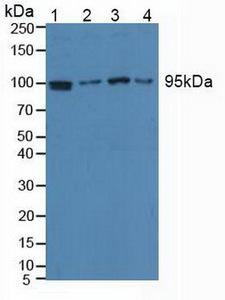 EEF2 / Elongation Factor 2 Antibody - Western Blot; Sample: Lane1: Human Hela Cells; Lane2: Human Jurkat Cells; Lane3: Human HepG2 Cells; Lane4: Human Raji Cells.