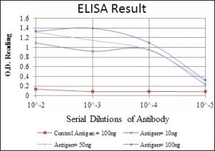 EEF2 / Elongation Factor 2 Antibody