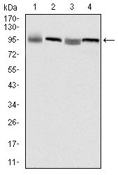 EEF2 / Elongation Factor 2 Antibody - Western blot of EEF2 mouse mAb against HepG2 (1), HeLa (2), HEK293 (3) and A431 (4) cell lysate.