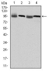 EEF2 / Elongation Factor 2 Antibody - EEF2 Antibody in Western Blot (WB)