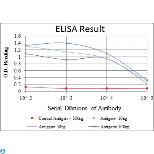 EEF2 / Elongation Factor 2 Antibody - Western Blot (WB) analysis using EF-2 Monoclonal Antibody against HepG2 cell lysate.