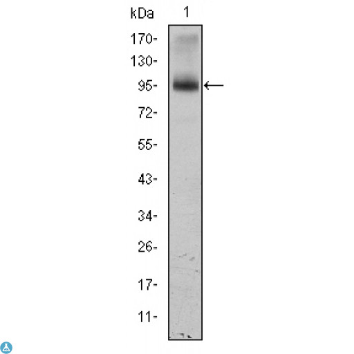 EEF2 / Elongation Factor 2 Antibody - ELISA analysis of EF-2 antibody.