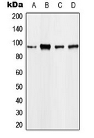 EEF2 / Elongation Factor 2 Antibody - Western blot analysis of EEF2 expression in A431 (A); MCF7 (B); mouse kidney (C); rat kidney (D) whole cell lysates.