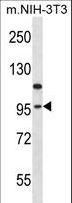 EEF2K Antibody - Mouse Eef2k Antibody western blot of mouse NIH-3T3 cell line lysates (35 ug/lane). The Eef2k antibody detected the Eef2k protein (arrow).