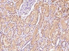 EEFSEC / EFSEC Antibody - Immunochemical staining of human EEFSEC in human kidney with rabbit polyclonal antibody at 1:200 dilution, formalin-fixed paraffin embedded sections.