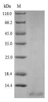 NPPC Protein - (Tris-Glycine gel) Discontinuous SDS-PAGE (reduced) with 5% enrichment gel and 15% separation gel.