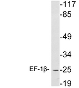 EF1B / EEF1B2 Antibody - Western blot analysis of lysates from K562 cells , using EF-1Î² antibody.