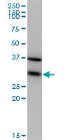 EF1B / EEF1B2 Antibody - EEF1B2 monoclonal antibody (M10), clone 3A5. Western Blot analysis of EEF1B2 expression in HeLa.