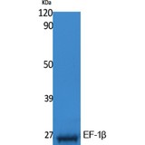 EF1B / EEF1B2 Antibody - Western blot of EF-1beta antibody