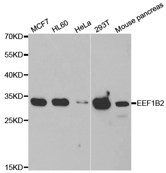 EF1B / EEF1B2 Antibody - Western blot analysis of extracts of various cell lines.
