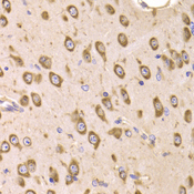 EF1B / EEF1B2 Antibody - Immunohistochemistry of paraffin-embedded Mouse brain tissue.