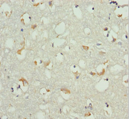 EF1B / EEF1B2 Antibody - Immunohistochemistry of paraffin-embedded human brain tissue at dilution 1:100