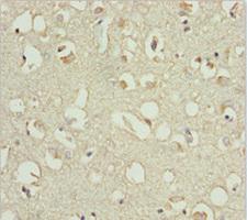 EF1B / EEF1B2 Antibody - Immunohistochemistry of paraffin-embedded human brain tissue at dilution 1:100