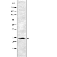 EF1B / EEF1B2 Antibody - Western blot analysis of EF-1Beta using HT29 whole cells lysates