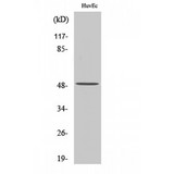 EF1G / EEF1G Antibody - Western blot of EF-1 gamma antibody