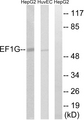 EF1G / EEF1G Antibody - Western blot analysis of lysates from HUVEC and HepG2 cells, using EEF1G Antibody. The lane on the right is blocked with the synthesized peptide.