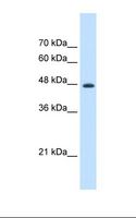 EF1G / EEF1G Antibody - HepG2 cell lysate. Antibody concentration: 1.25 ug/ml. Gel concentration: 12%.  This image was taken for the unconjugated form of this product. Other forms have not been tested.