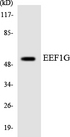 EF1G / EEF1G Antibody - Western blot analysis of the lysates from HepG2 cells using EEF1G antibody.