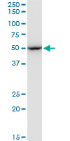 EF1G / EEF1G Antibody - EEF1G monoclonal antibody (M01), clone 3F11-1A10. Western Blot analysis of EEF1G expression in PC-12.