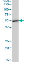 EF1G / EEF1G Antibody - EEF1G monoclonal antibody (M01), clone 3F11-1A10. Western Blot analysis of EEF1G expression in HepG2.