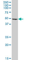 EF1G / EEF1G Antibody - EEF1G monoclonal antibody (M01), clone 3F11-1A10. Western Blot analysis of EEF1G expression in 293.