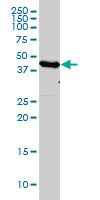 EF1G / EEF1G Antibody - EEF1G monoclonal antibody (M01), clone 3F11-1A10 Western Blot analysis of EEF1G expression in HL-60.