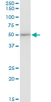 EF1G / EEF1G Antibody - EEF1G monoclonal antibody (M01), clone 3F11-1A10. Western Blot analysis of EEF1G expression in Raw 264.7.