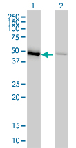 EF1G / EEF1G Antibody - Western Blot analysis of EEF1G expression in transfected 293T cell line by EEF1G monoclonal antibody (M01), clone 3F11-1A10.Lane 1: EEF1G transfected lysate(50 KDa).Lane 2: Non-transfected lysate.