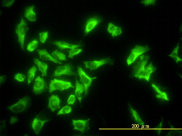 EF1G / EEF1G Antibody - Immunofluorescence of monoclonal antibody to EEF1G on HeLa cell. [antibody concentration 10 ug/ml]