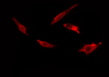 EF1G / EEF1G Antibody - Staining HuvEc cells by IF/ICC. The samples were fixed with PFA and permeabilized in 0.1% Triton X-100, then blocked in 10% serum for 45 min at 25°C. The primary antibody was diluted at 1:200 and incubated with the sample for 1 hour at 37°C. An Alexa Fluor 594 conjugated goat anti-rabbit IgG (H+L) antibody, diluted at 1/600, was used as secondary antibody.