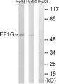 EF1G / EEF1G Antibody - Western blot analysis of extracts from HepG2 cells and HUVEC cells, using EEF1G antibody.