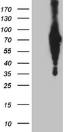 EFCAB12 / C3orf25 Antibody - HEK293T cells were transfected with the pCMV6-ENTRY control. (Left lane) or pCMV6-ENTRY C3orf25. (Right lane) cDNA for 48 hrs and lysed