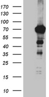 EFCAB12 / C3orf25 Antibody - HEK293T cells were transfected with the pCMV6-ENTRY control. (Left lane) or pCMV6-ENTRY C3orf25. (Right lane) cDNA for 48 hrs and lysed