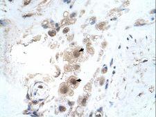 EFCAB14 Antibody - KIAA0494 antibody KIAA0494(KIAA0494) Antibody was used in IHC to stain formalin-fixed, paraffin-embedded human placenta.  This image was taken for the unconjugated form of this product. Other forms have not been tested.