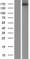 EFCAB5 Protein - Western validation with an anti-DDK antibody * L: Control HEK293 lysate R: Over-expression lysate