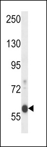 EFCAB7 Antibody - EFCB7 Antibody western blot of mouse Neuro-2a cell line lysates (35 ug/lane). The EFCB7 antibody detected the EFCB7 protein (arrow).