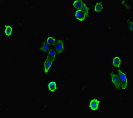 EFCAB7 Antibody - Immunofluorescent analysis of HepG-2 cells diluted at 1:100 and Alexa Fluor 488-congugated AffiniPure Goat Anti-Rabbit IgG(H+L)
