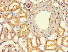 EFCAB7 Antibody - Immunohistochemistry of paraffin-embedded human kidney tissue at dilution 1:100