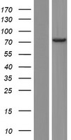 EFCAB7 Protein - Western validation with an anti-DDK antibody * L: Control HEK293 lysate R: Over-expression lysate