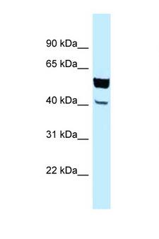 EFCBP2 / NECAB2 Antibody - NECAB2 antibody Western blot of HepG2 Cell lysate. Antibody concentration 1 ug/ml.  This image was taken for the unconjugated form of this product. Other forms have not been tested.